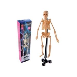 Edu Toys - Mini Skeleton 46cm